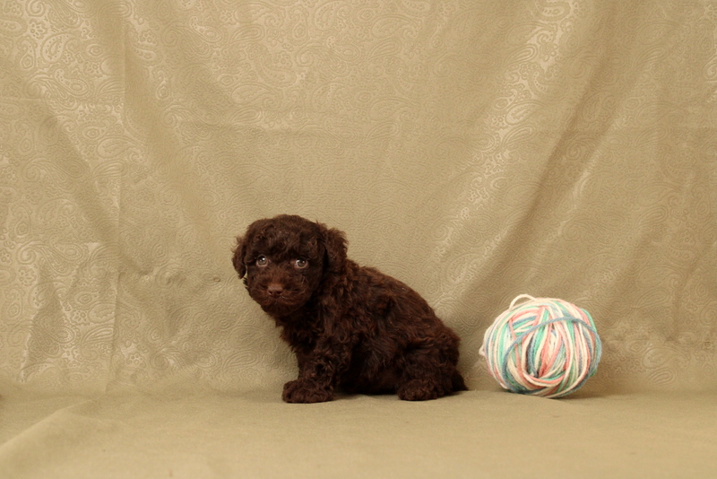 puppy, for, sale, Toy Poodle, Matthew B. Stoltzfus, dog, breeder, Gap, PA, dog-breeder, puppy-for-sale, forsale, nearby, find, puppyfind, locator, puppylocator, aca